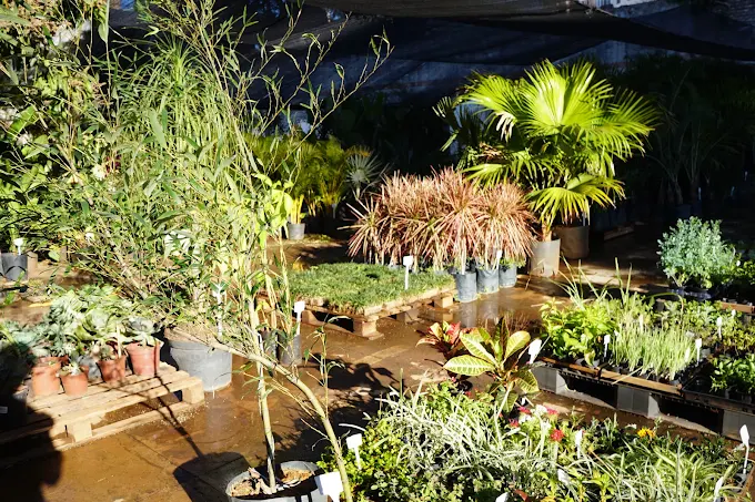 Viveiro da Acássia com plantas ornamentais