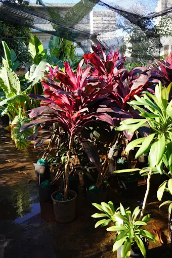 Dracenas no viveiro da Acássia